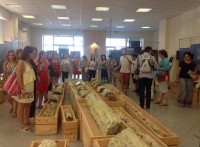 επίσκεψη στην έκθεση του Απολιθωμένου Δάσους.jpg